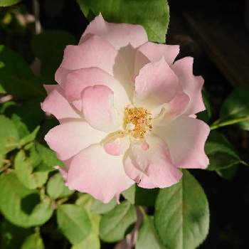 マチルダ薔薇の画像 by なぁさんさん | 小さな庭と花のある暮らしとマチルダ薔薇