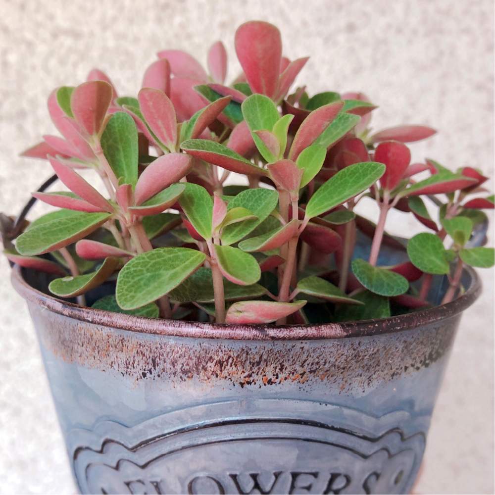 ペペロミア ルベラの栽培記録 Greensnap グリーンスナップ