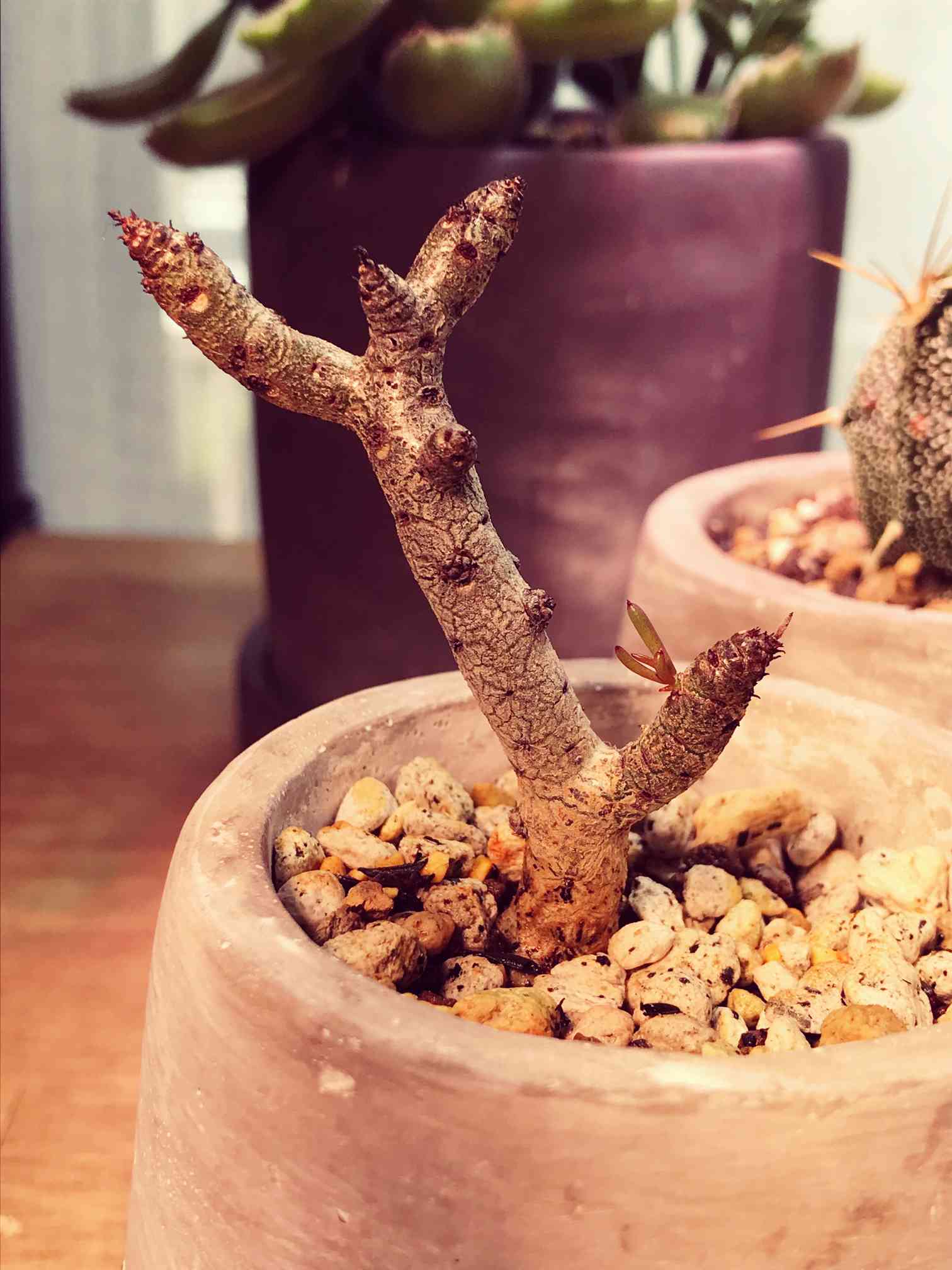 チレコドン　ハリー　大株　発根済み　極太 Yahoo!オークション - 【発根済み】チレコドン ハリー①