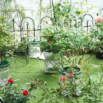 ラベンダーメィディランドの画像 by ロザリアンさん | 小さな庭と薔薇 クロードモネとトゥルーブルームと薔薇 メルヘンツァウバーとラベンダーメィディランドと花のある暮らし