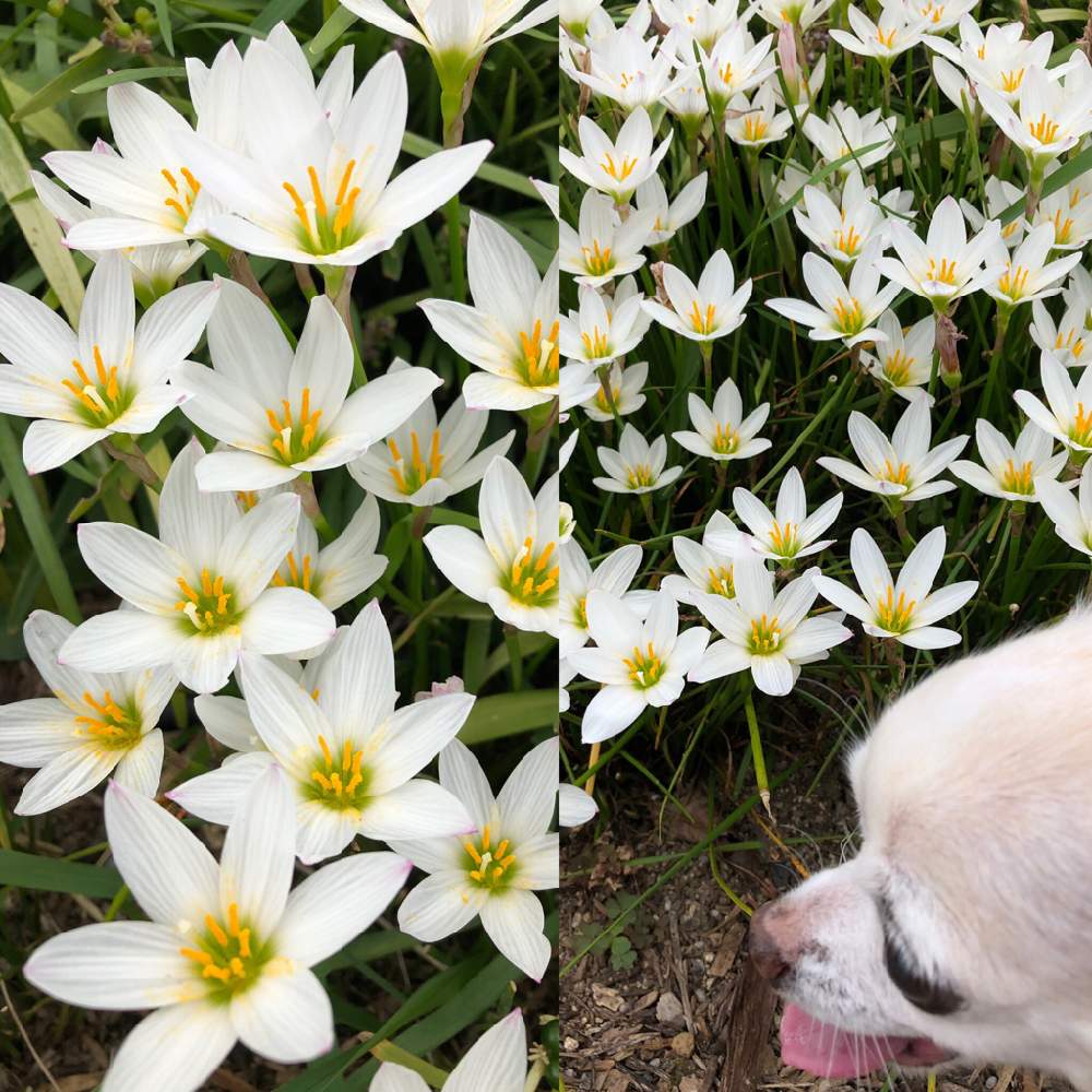 犬とお散歩の投稿画像 By あこさん ありがとう と可愛い花と癒されるとかわいいな と名前は知らない 19月9月28日 Greensnap グリーンスナップ