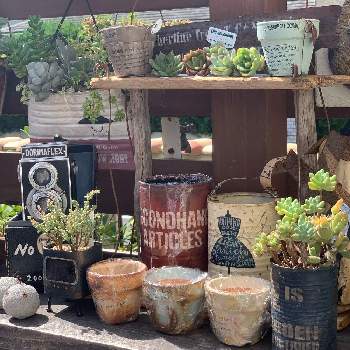 古花市19の投稿画像一覧 Greensnap グリーンスナップ