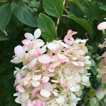 ピラミッドアジサイ みゆきの投稿画像一覧 Greensnap グリーンスナップ