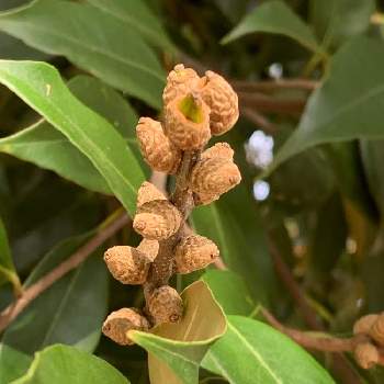 スダジイの実の投稿画像一覧 Greensnap グリーンスナップ