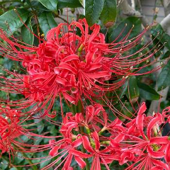 ひげの投稿画像一覧 Greensnap グリーンスナップ