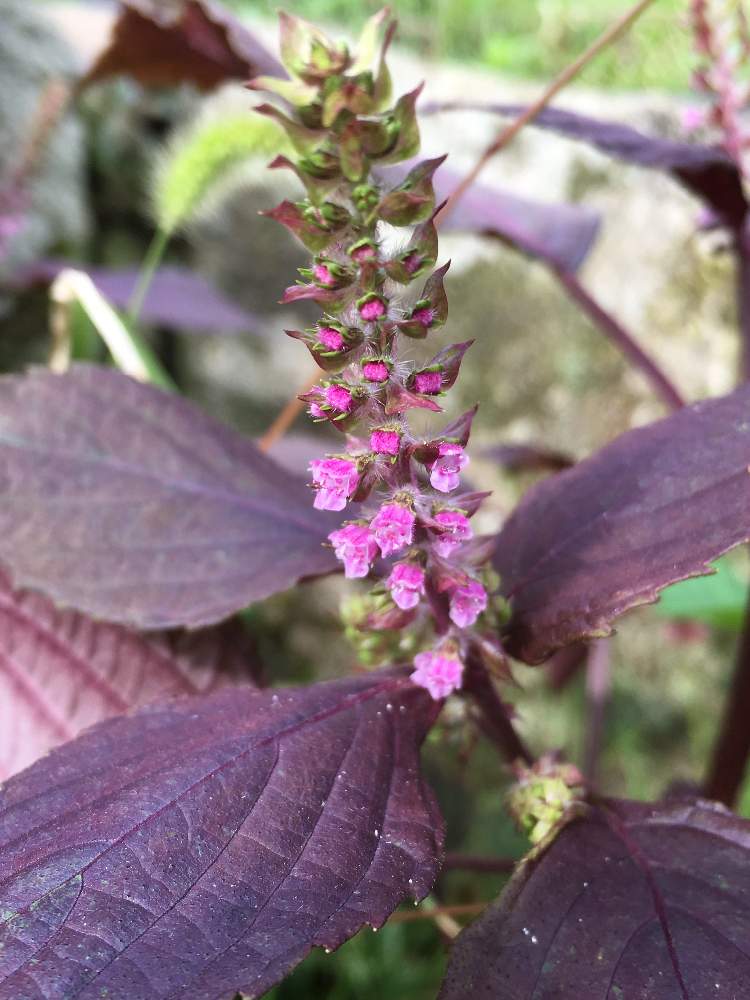 赤しその投稿画像 By Musubiさん いい感じ と家庭菜園とこの色も好きと花のある暮らしと家庭菜園奮闘日記 19月9月28日 Greensnap グリーンスナップ