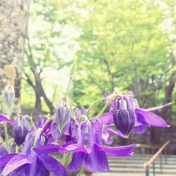 札幌芸術の森の画像 by nattuさん | お出かけ先とオダマキとオダマキの花と札幌と札幌芸術の森