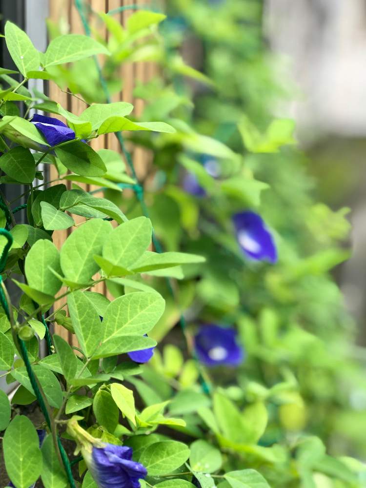 クリトリアの投稿画像 By ふみさん プランターと青い花と花のある暮らしといやされるとやっぱり花が好き 19月9月28日 Greensnap グリーンスナップ