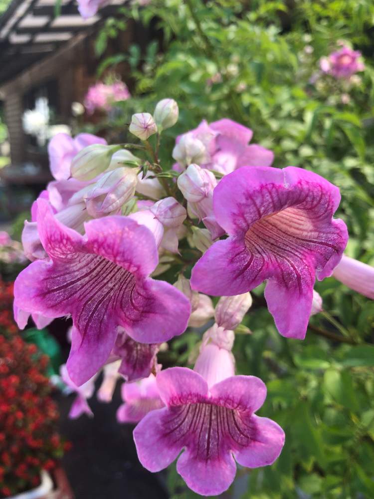 ピンクノウゼンカズラの投稿画像 By よっこさん 19月9月29日 Greensnap グリーンスナップ