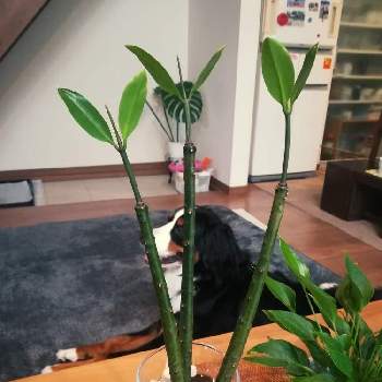 ヤエヤマヒルギ の投稿画像一覧 Greensnap グリーンスナップ