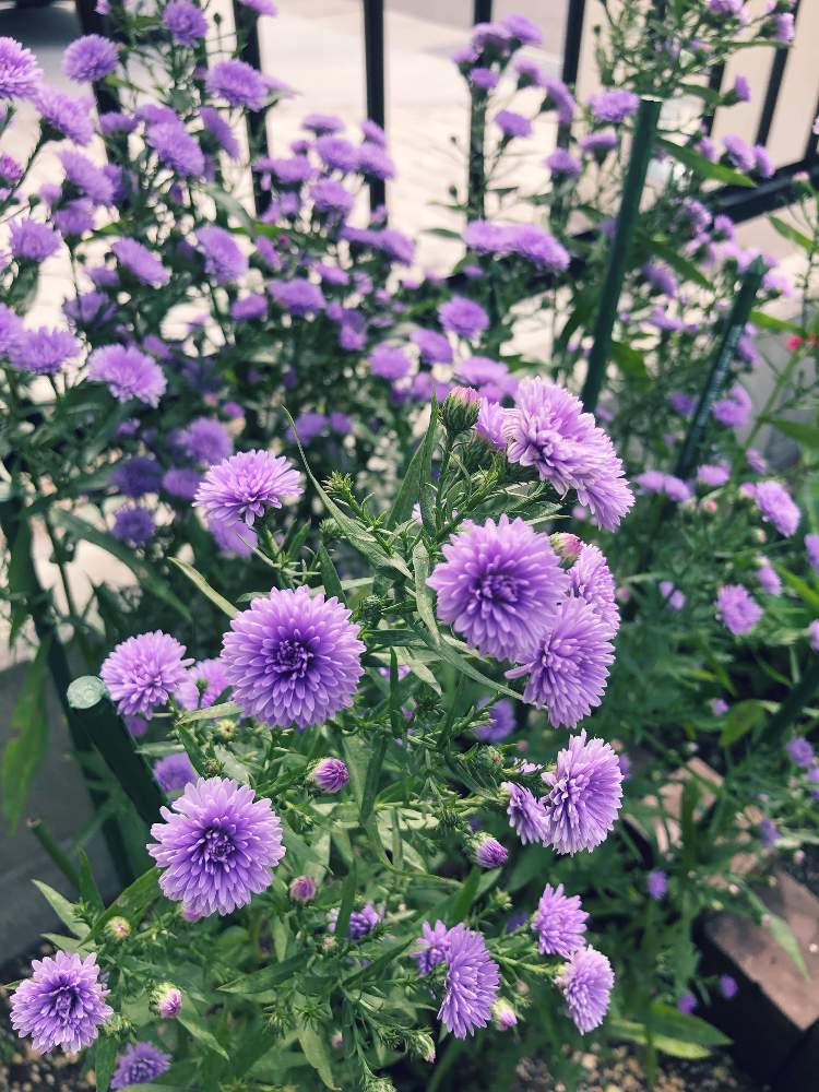 アスターの投稿画像 By つばきさん 宿根アスタービクトリアと我が家の花壇と我が家の庭と花のある暮らしと地植え 2019月9月29日 Greensnap グリーンスナップ