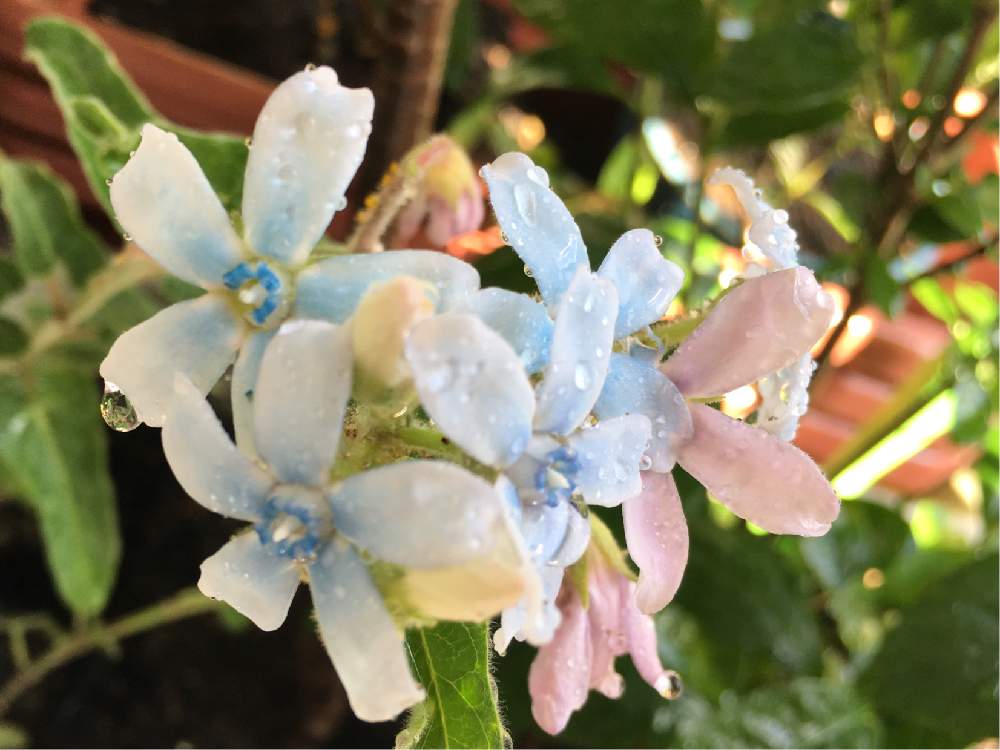オキシペタラム ブルースターの投稿画像 By Mikiとららさん ブルーの花と花のある暮らしと季節を楽しむと可愛い と綺麗 とうれしい と青の花と素敵な色合いと優しい花色と色が変化する花と青色の花と綺麗な色 とお楽しみ と素敵 19月9月29日