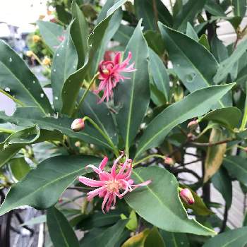 イリシウム フロリダナムの投稿画像一覧 Greensnap グリーンスナップ