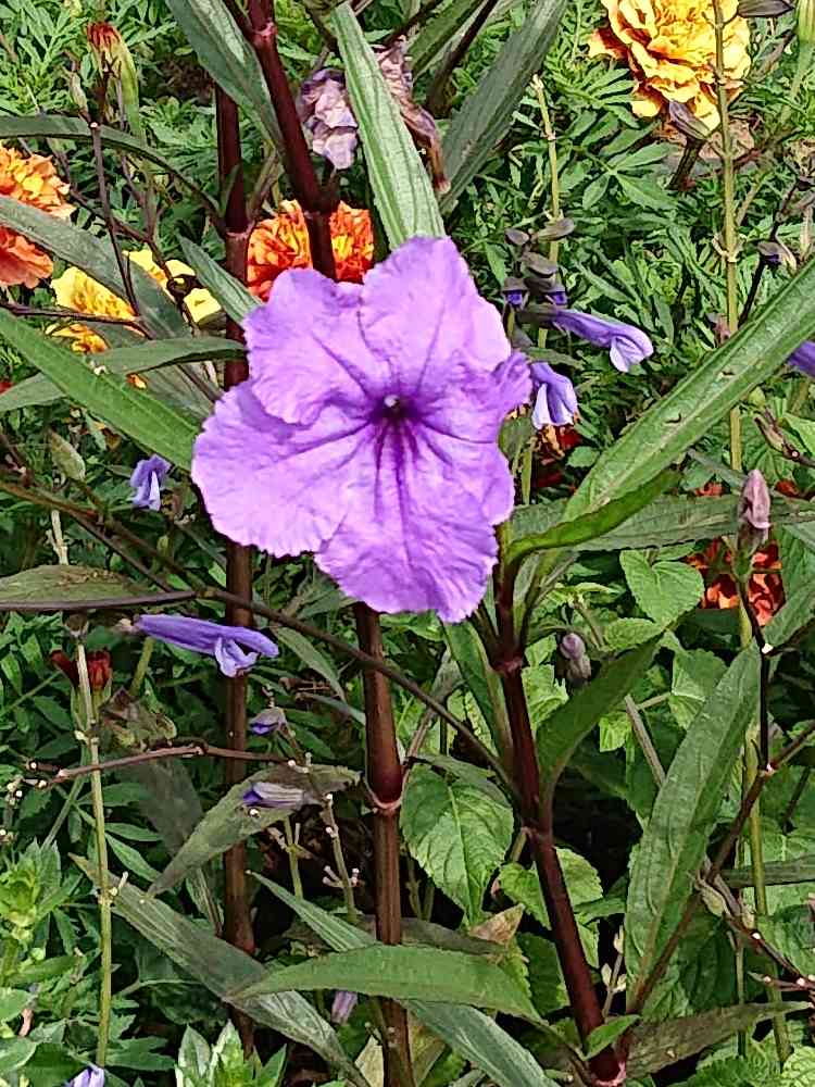 ルエリア(ヤナギバルイラソウ)の投稿画像 by はーちゃんさん| (2019月9月29日)|🍀GreenSnap(グリーンスナップ)|🍀