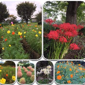 こすもす ♪の画像 by たえポンさん | お出かけ先とコキア♡とカラフル✨とキバナコスモス♡と彼岸花と秦野市戸川公園とこすもす ♪と花のある暮らし