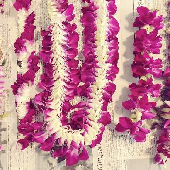 デンファレソニアの投稿画像一覧 Greensnap グリーンスナップ