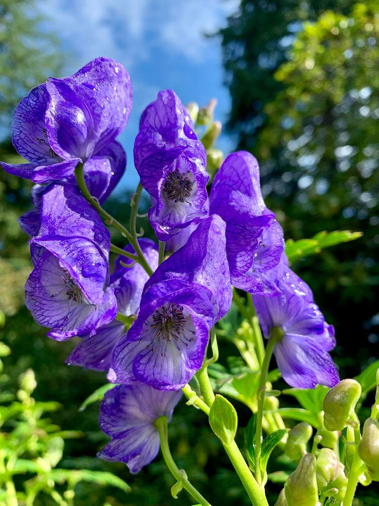 トリカブトの投稿画像 By のりりんさん 紫色の花とくれぐれも気をつけてと美しいと花のある暮らしと有毒植物 19月9月29日 Greensnap グリーンスナップ