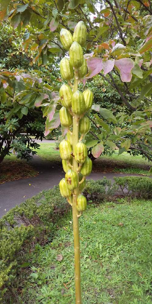 オオウバユリの投稿画像 By チャーコさん 19月9月29日 Greensnap グリーンスナップ