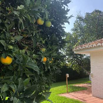 オレンジの実の投稿画像一覧 Greensnap グリーンスナップ