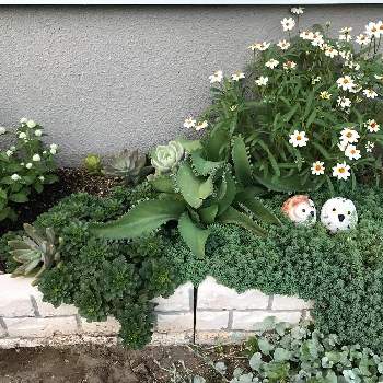 千日紅ちなつの投稿画像一覧 Greensnap グリーンスナップ