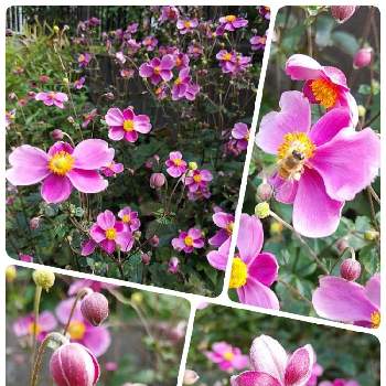 花弁が無い花の投稿画像一覧 Greensnap グリーンスナップ