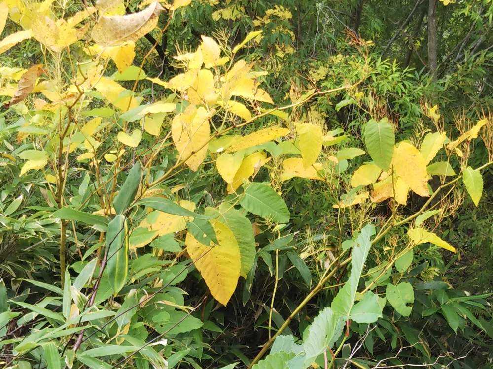 オオイタドリ がどれだけ オオ イタドリなのか体感してみよう Greensnap グリーンスナップ