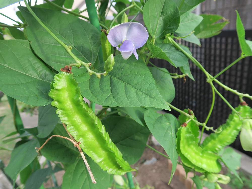 花のある暮らしの投稿画像 By たけのこさん 四角豆の実と四角豆の花と家庭菜園奮闘日記と小さな庭と花のある暮らしと四角豆の実と四角豆の花と家庭菜園奮闘日記 19月9月29日 Greensnap グリーンスナップ Greensnap グリーンスナップ