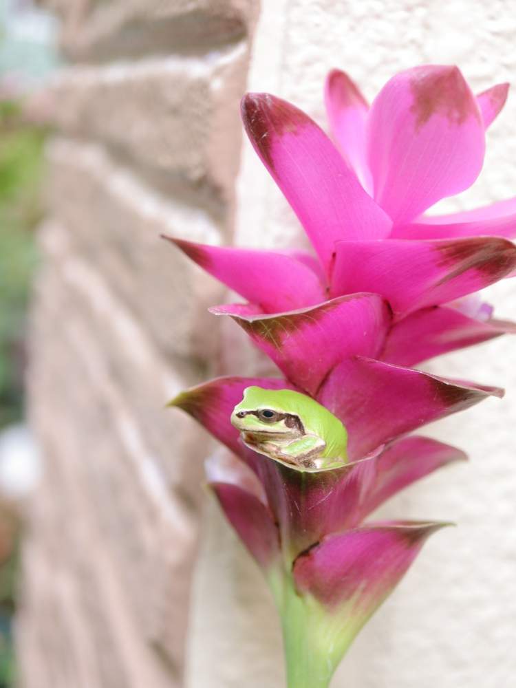 クルクマの投稿画像 By M Hippo さん カエルと花のある暮らしとピンク色の花 19月9月29日 Greensnap グリーンスナップ