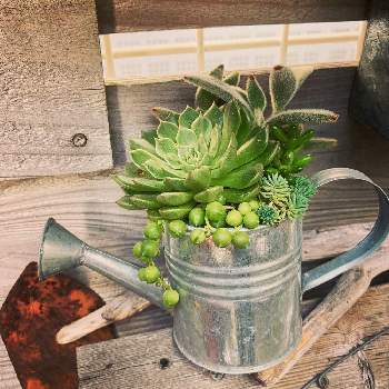 ブリキの特大ビッグジョウロ ジョーロ 多肉植物の寄せ植え Www Splashecopark Com Br