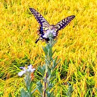 ローズマリー,いね,アゲハチョウ,花のある暮らし,風景の画像