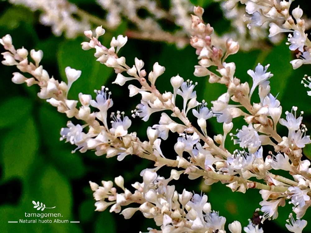 植物観察日記の投稿画像 By Tamagomen Nara 1964さん 気温27 と虎杖の花とiphone 6s Plusと曇時々晴れと花 のある暮らしと奈良県奈良市とイタドリ と虎杖 とお出かけ先と植物観察日記と気温27 と虎杖の花とiphone 6s Plusと曇時々晴れと花のある暮らしと奈良県奈良市と