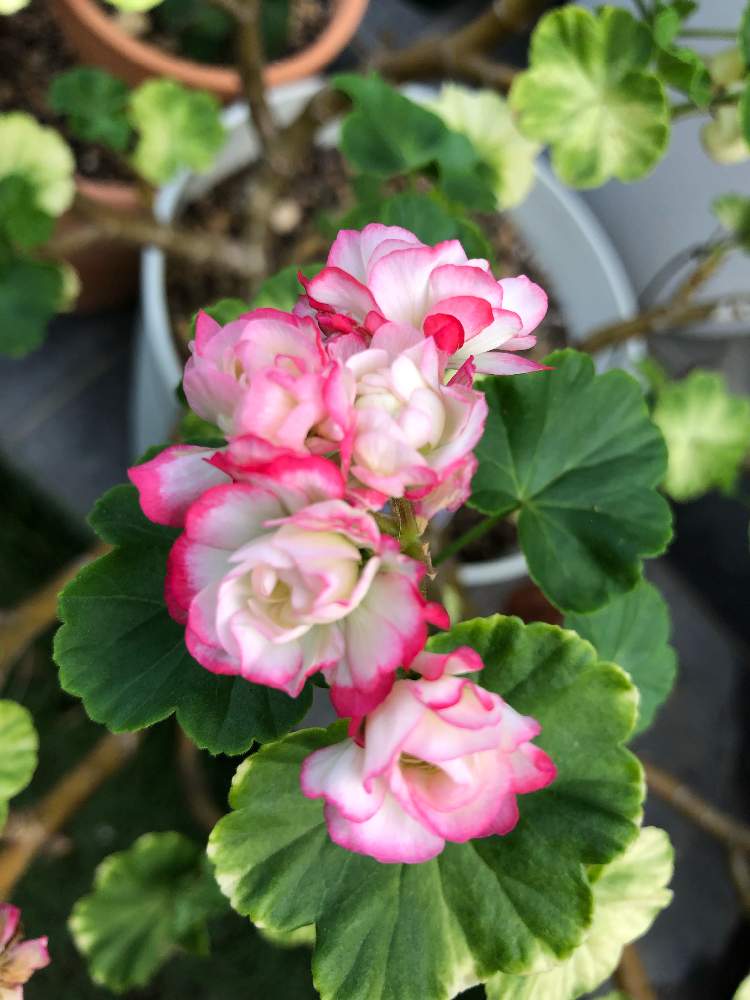 ゼラニウム アップルブロッサム ローズバットの投稿画像 By リデルさん 19月9月30日 Greensnap グリーンスナップ