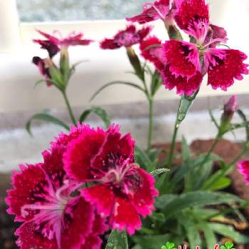 四季咲きナデシコの投稿画像一覧 Greensnap グリーンスナップ