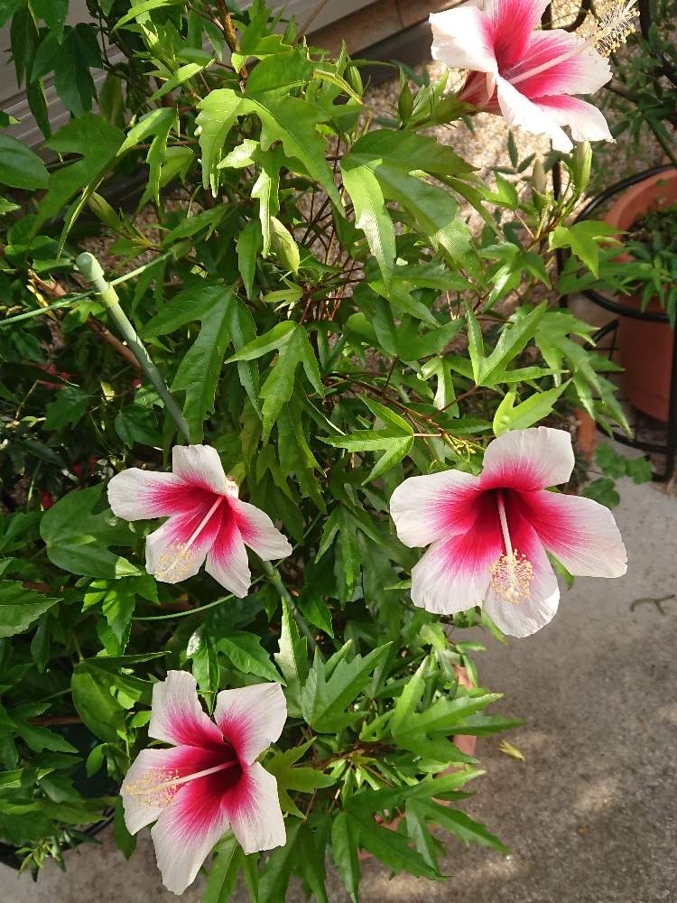 開花の投稿画像 By Si On しおん さん ピンクの花とハイビスカス とハイビスカス小輪系とgs映えと夏の花と ハイビスカスとハイビスカス咲きましたと園芸療法とハイビスカスの花と花のある暮らしとフィジーホワイトと白い花と今日のハイビスカス 19月9月30日 開花の投稿画像 By Si On しおん さん ピンクの花とハイビスカス とハイビスカス小輪系とgs映えと夏の花と ハイビスカスとハイビスカス咲きましたと園芸療法とハイビスカスの花と花のある暮らしとフィジーホワイトと白い花と今日のハイビスカス 19月9月30日