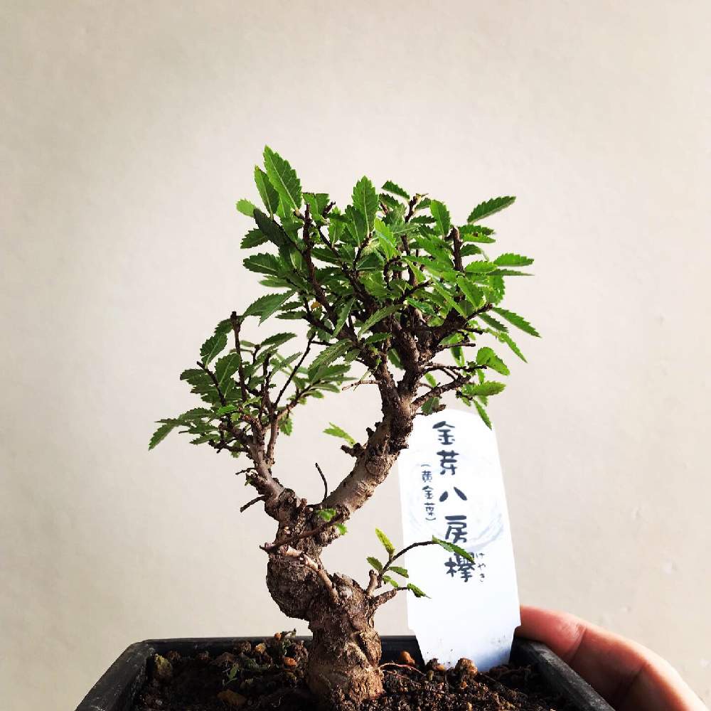 和風の投稿画像 By Yosさん ケヤキ盆栽とニレケヤキ盆栽と楡欅盆栽と小品盆栽と盆栽と盆栽風 19月9月30日 Greensnap グリーンスナップ