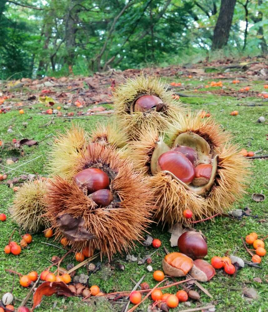 くりの投稿画像 By Mimo さん ナナカマドと栗のイガといがぐりと木の実と見つけたよ といつもありがとう と元気になぁれと栗のイガイガとグリーングリーン と犬のいる暮らしと花のある暮らしと秋の風景とかわいいな と小さな秋と癒しのひと時と実を付けた植物
