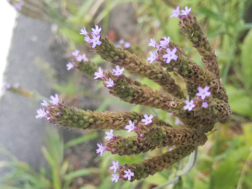 あさぎさんの投稿画像 19月9月30日 Greensnap グリーンスナップ