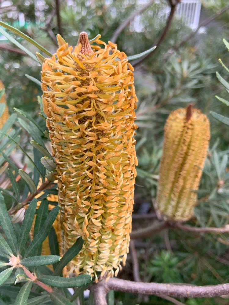 新鮮なバンクシア 花 言葉 最高の花の画像