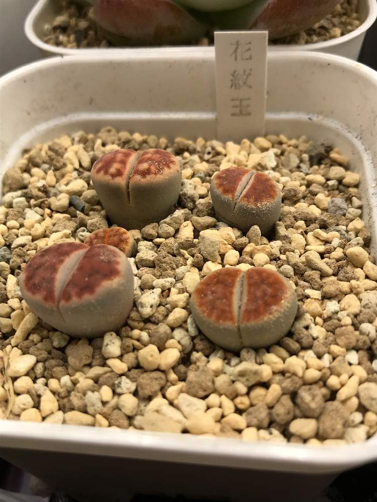 リトープス 花紋玉の投稿画像 By あさみさん 部屋と花紋玉系と多肉に夢中と1日お疲れ様とお気に入り と多肉女子とタニオタと成長記録と花紋玉系と多肉に夢中と1日お疲れ様とお気に入り と多肉女子とタニオタと成長記録 19月9月30日 Greensnap グリーン