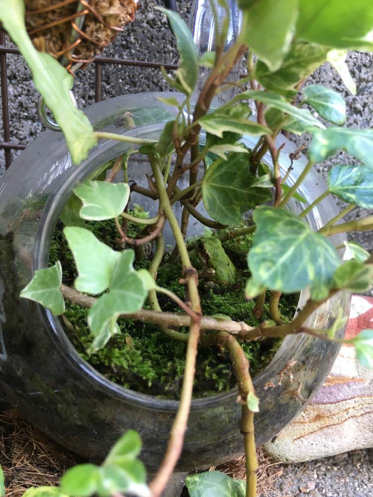 観葉植物の投稿画像 By 陸猫さん 使わなくなった茶器の活用と毎年の楽しみと小さなお客様と狭い場所と植物のある暮らしとヘデラ 班入り 19月9月30日 Greensnap グリーンスナップ