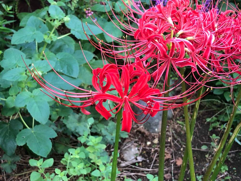 美しい花の画像 驚くばかりリコリス 花