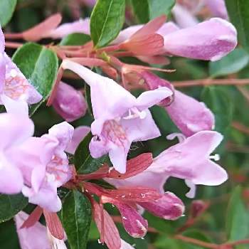 路上の植え込みに咲く花の投稿画像一覧 Greensnap グリーンスナップ