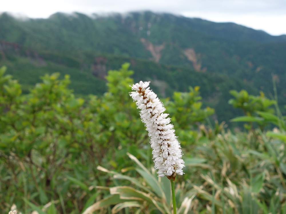 山野草の投稿画像 By Haruさん 白山 登山道と高山植物 とイブキトラノオ属 19月10月1日 Greensnap グリーンスナップ