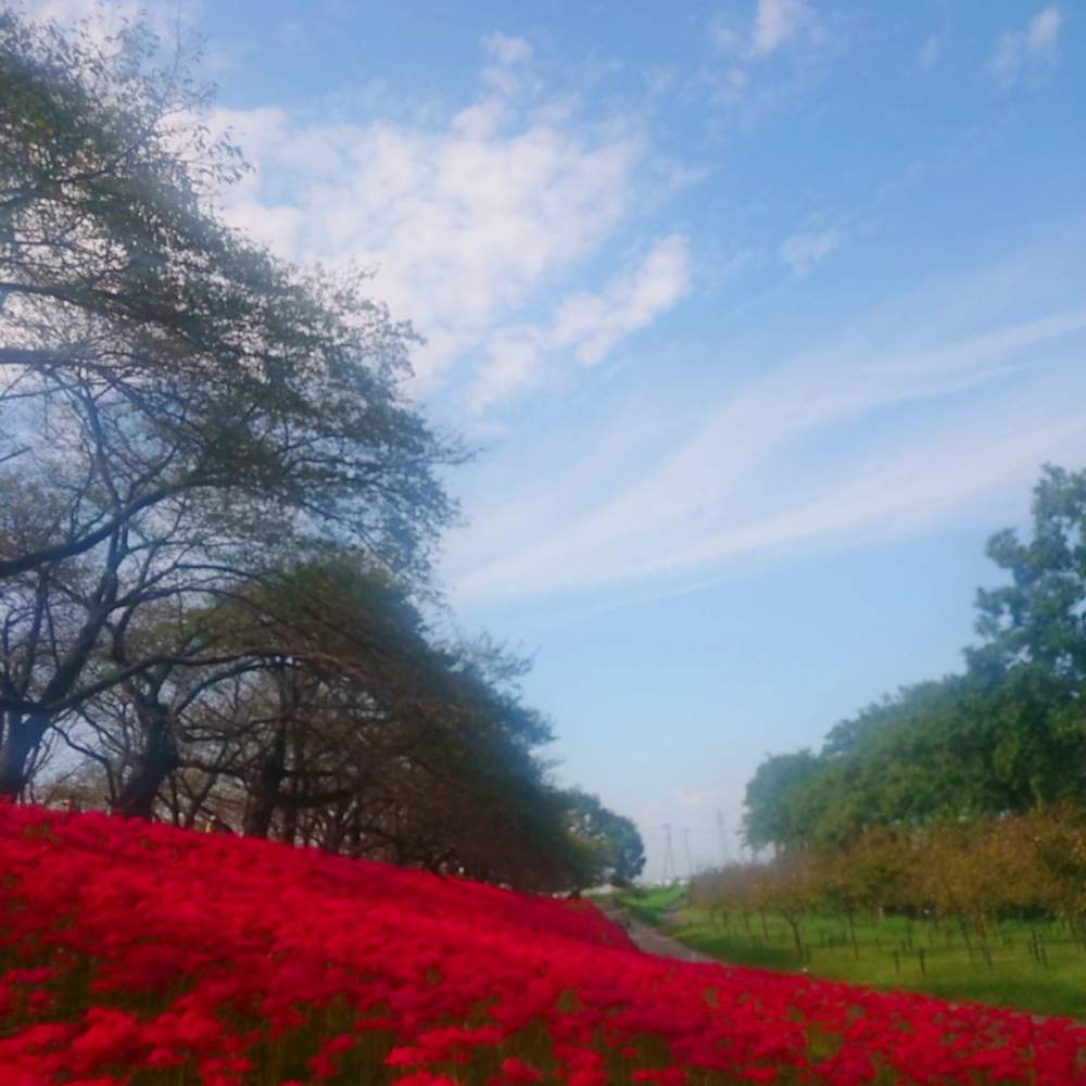 彼岸花 曼珠沙華の投稿画像 By そらさん 元気いっぱいとお花がいっぱいとありがとう とかわいい と青い空と自己大満足 19月10月1日 Greensnap グリーンスナップ