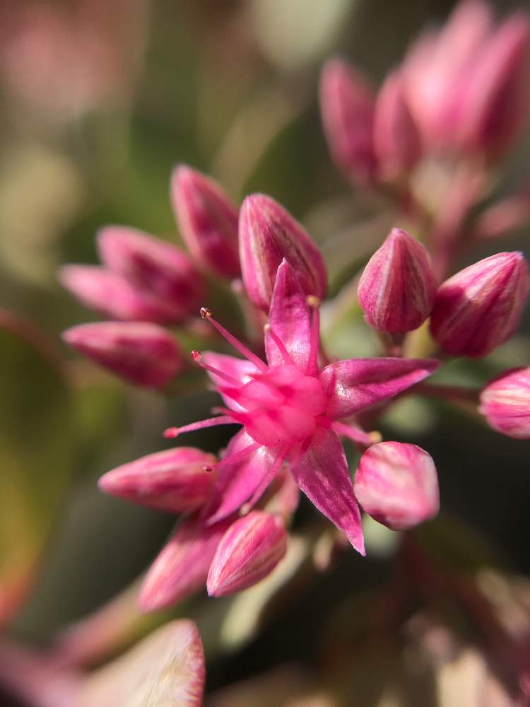 すべての花の画像 無料ダウンロードミセバヤ 花