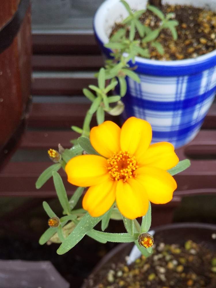 花のある暮らしの投稿画像 By よっしーさん 種まきから育てると唯一の花 19月10月1日 Greensnap グリーンスナップ