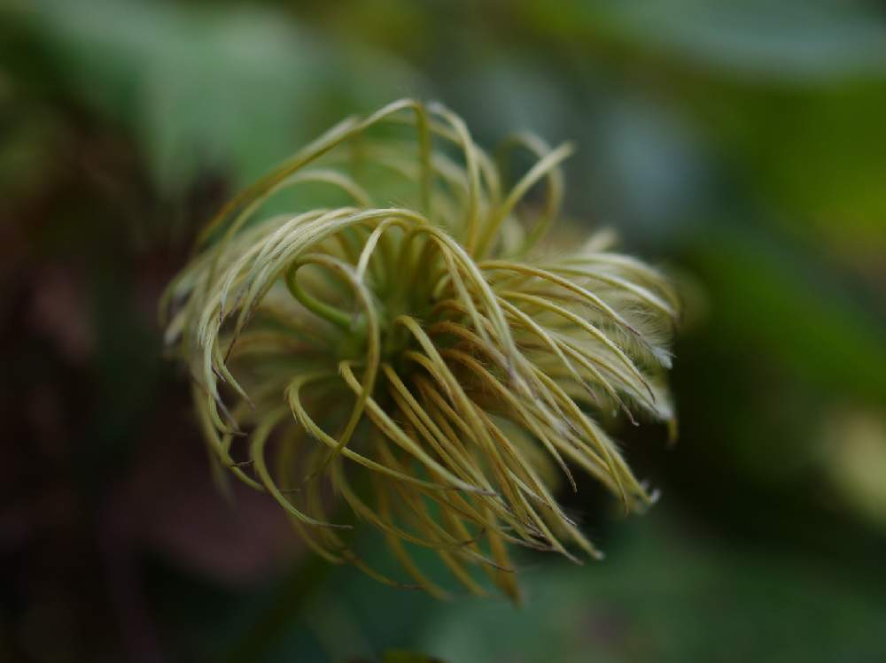 テッセンの投稿画像 By ぴーなつさん 花の終わりと庭の花とドライフラワー にする とクレマチス と花のある暮らし 19月10月1日 Greensnap グリーンスナップ