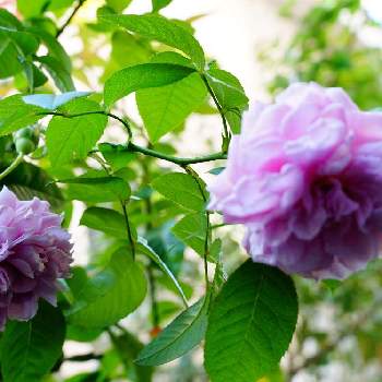 ルシエルブルー❤の画像 by 上ちゃんさん | 小さな庭とルシエルブルー❤とばら バラ 薔薇と富山支部と花のある暮らしと薔薇♪