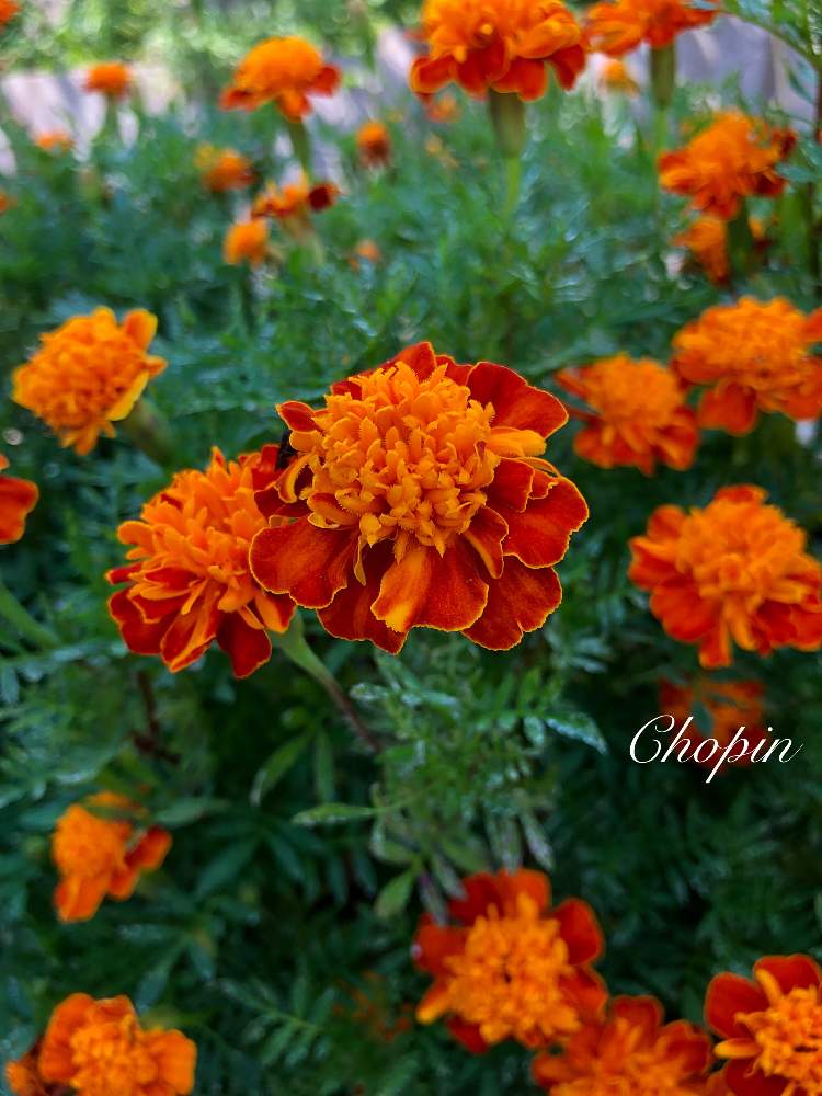 マリーゴールドの投稿画像 By Chopin ショパン さん 胸キュンと10月とマリーゴールド とオレンジ色の花とあいみょんとたくましいとgs映えと マリーゴールド 黄色 オレンジとオレンジの花とビタミンカラーとプライベートガーデンと自然派と秋晴れとオレンジ色ともりもりと