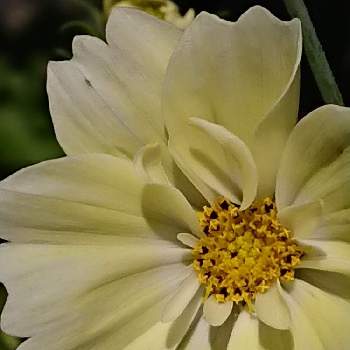 黄色コスモスの画像 by マロンさん | 小さな庭と黄色コスモスとグラデーションがステキとGS中毒ときれいと植中毒と元気 届きますように✨と感謝✨とキレイ✨と花のある暮らし